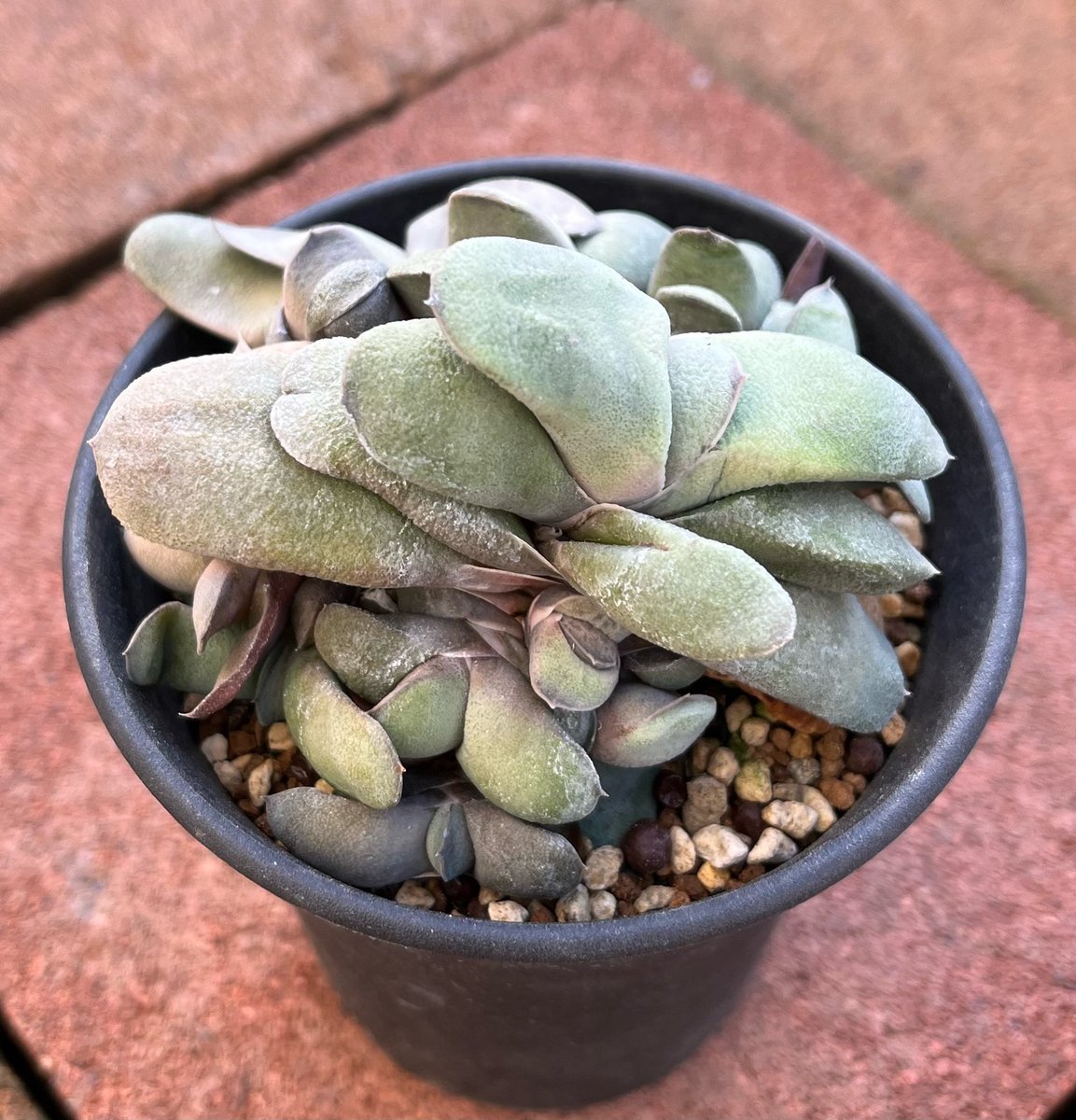 kabutoganijon1's tweet photo. Gasteria glomerata
ガステリア・グロメラータ
フラミンゴ🦩の頭ような可愛い花が咲きます。
仔吹きしまくりです。😅
#多肉植物 #ガステリア #Succulent #Gasteria
#グロメラータ #glomerata https://t.co/qkLQyhCQEo
