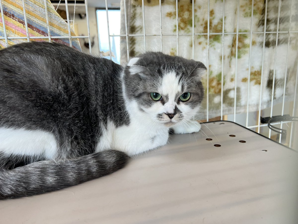 cat_cafe28's tweet photo. しんいりにゃんか https://t.co/VGxMnDsTiH
