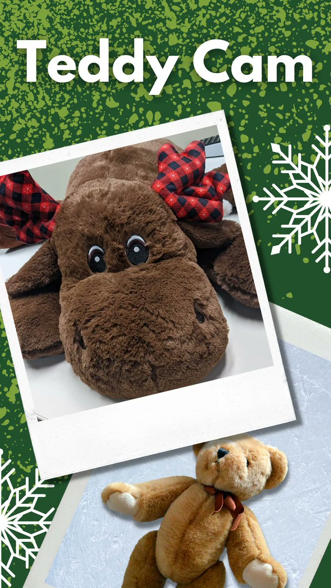 The teddy bears (and moose) have arrived!