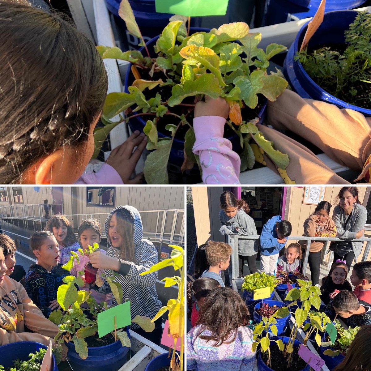 TUSDFarm's tweet photo. It’s been a busy week visiting the Osborn gardens, an FFA Wednesday Workshop for industry exploration at The Greenery, and classroom animal science lessons at Earl! https://t.co/NKnZ6pHevr