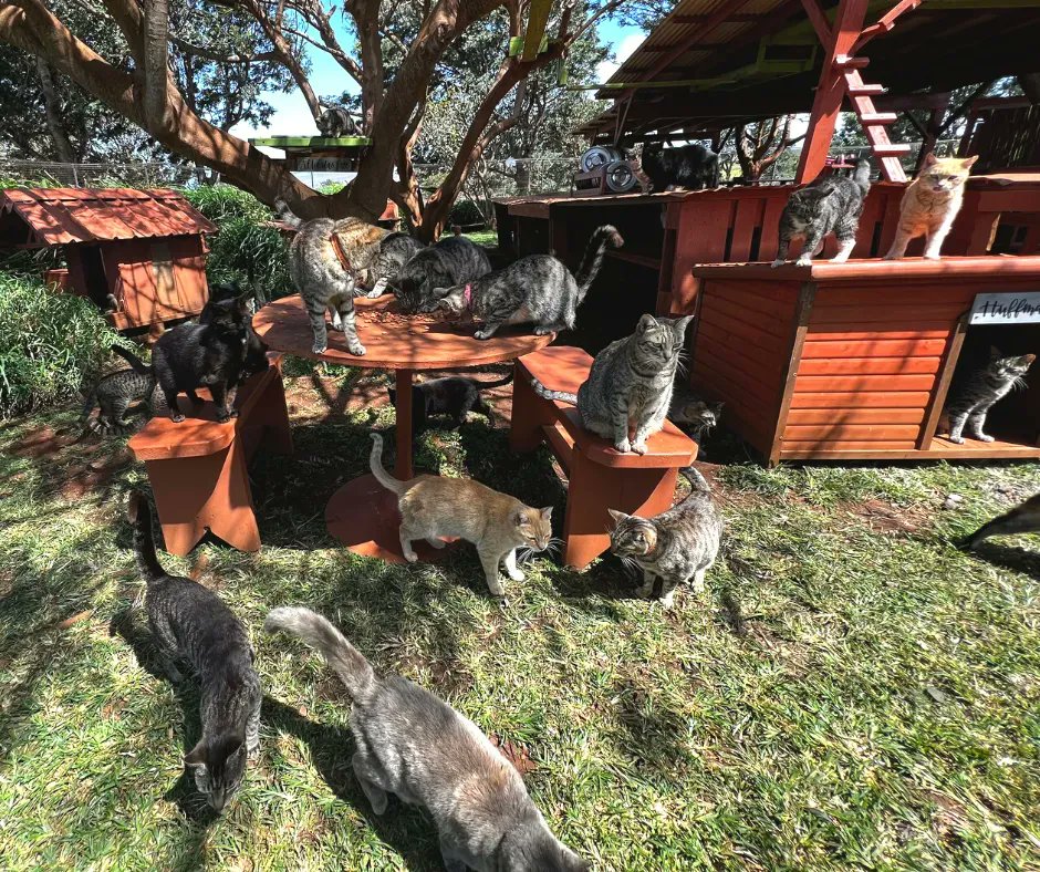 LanaiCats's tweet photo. Yesterday we #CelebrateShelterPetsDay. Hey, we celebrate pets everyday. Tell us something you love about your adopted pet! 😏 #visitlanaicatsanctuary #welovecats #kittypurradise #catsfordays #catslove #animalsanctuary https://t.co/H8IxReeicG