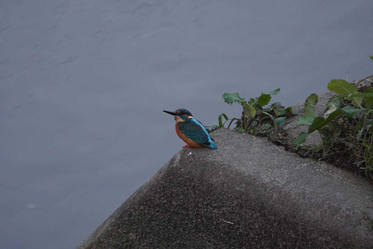 cosmossadao's tweet photo. #早朝の鳥さんたち
おはようございます☀️😃❗
早朝の第二寝屋川には #カワセミ 様、#クサシギ さん、#雀 さん #ヒドリガモ さんがいてはりました。皆今日も元気に活動してはりました。
本日も適当によろしくお願いいたしますm(__)m
#SONY #ILCE6600 #LA_EA5 #SAL70400G2
#JPEG撮って出し https://t.co/ZQFhu04TuQ