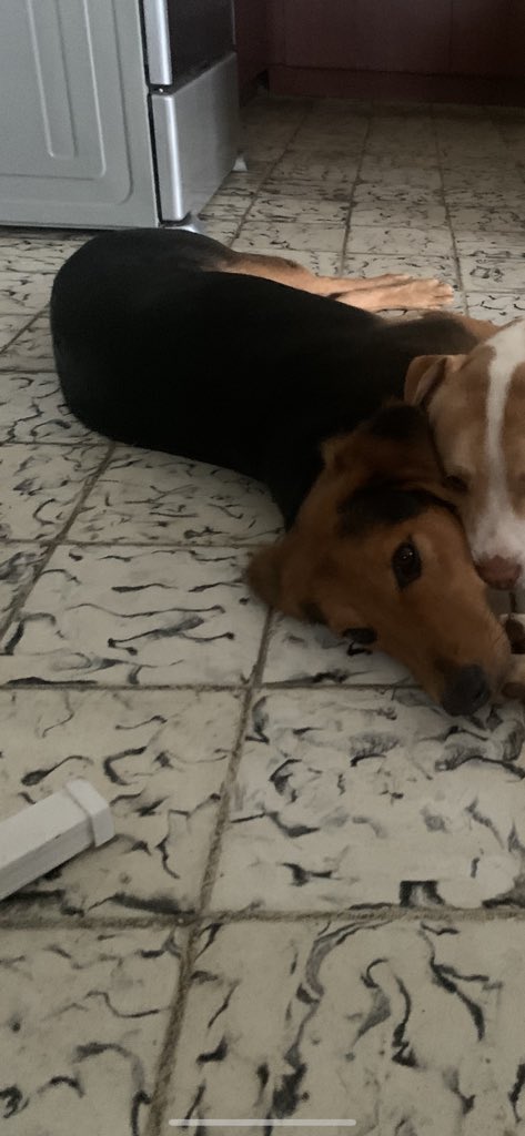 ccpaula_'s tweet photo. MASCOTA PERDIDA
Si han visto a esta perra en Caguas por la avenida Degetau por favor avise. Gracias. https://t.co/dQpKUfylZn