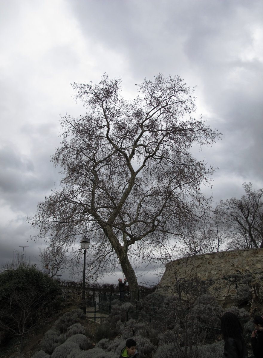 kathyboyg's tweet photo. @jasonrowphoto #ALoneTree in Montmartre https://t.co/C3xOHnSKN0