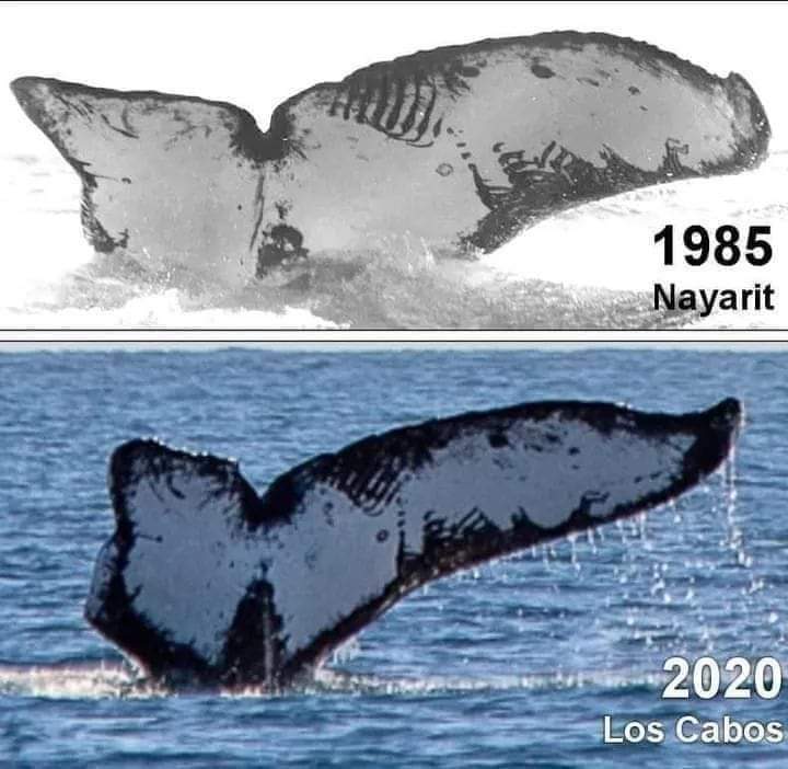 webcamsdemexico's tweet photo. Misma ballena fotografiada en las costas de #Mexico ( frente a Nayarit y Los Cabos) con 35 años de diferencia. 😮 🐋

Via: Wildlife Planet 
RT: @nelvaldez 
https://t.co/RsepyAZX4R
