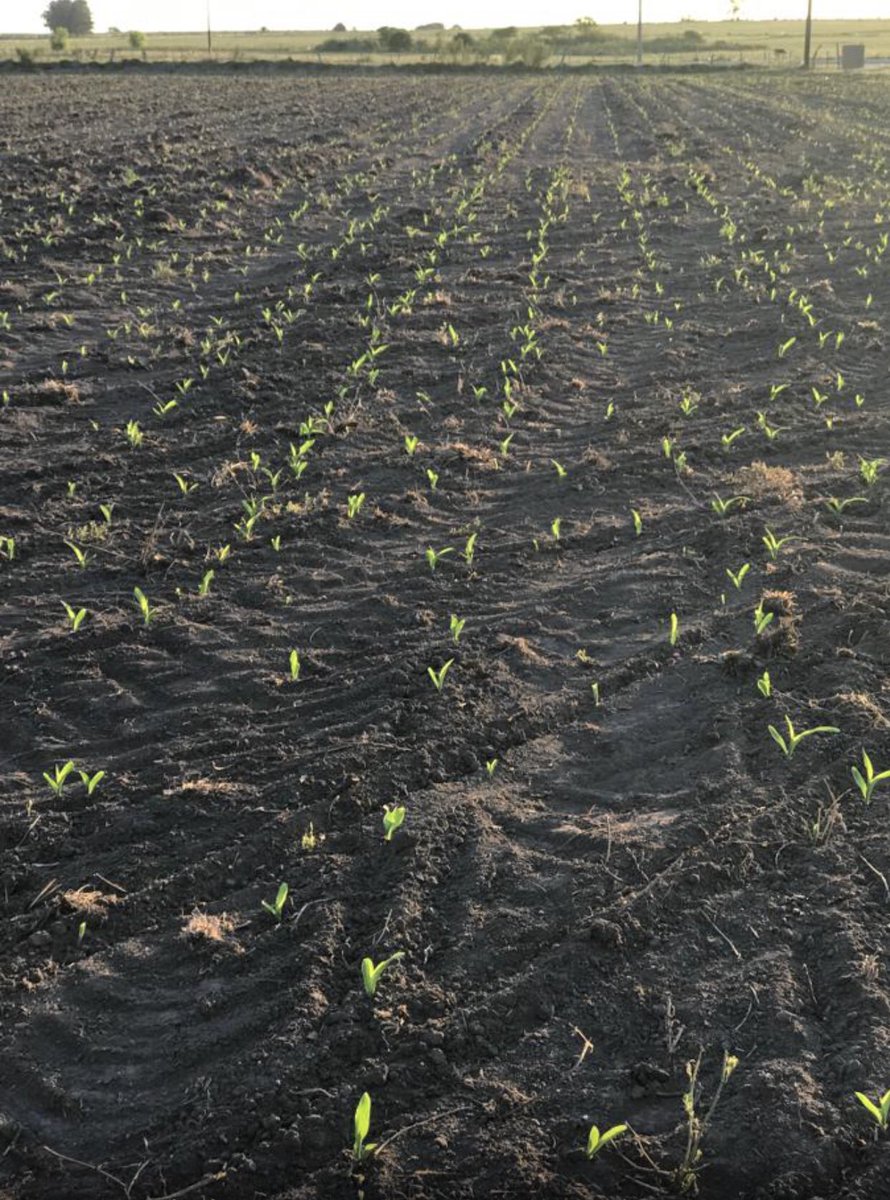 Diego05081's tweet photo. Maíz tardío > fase 1 #7 días de la siembra.🌽🌽🌽. La idea es hacer seguimiento y compartir la experiencia.!!!! https://t.co/nKgTqyt16z