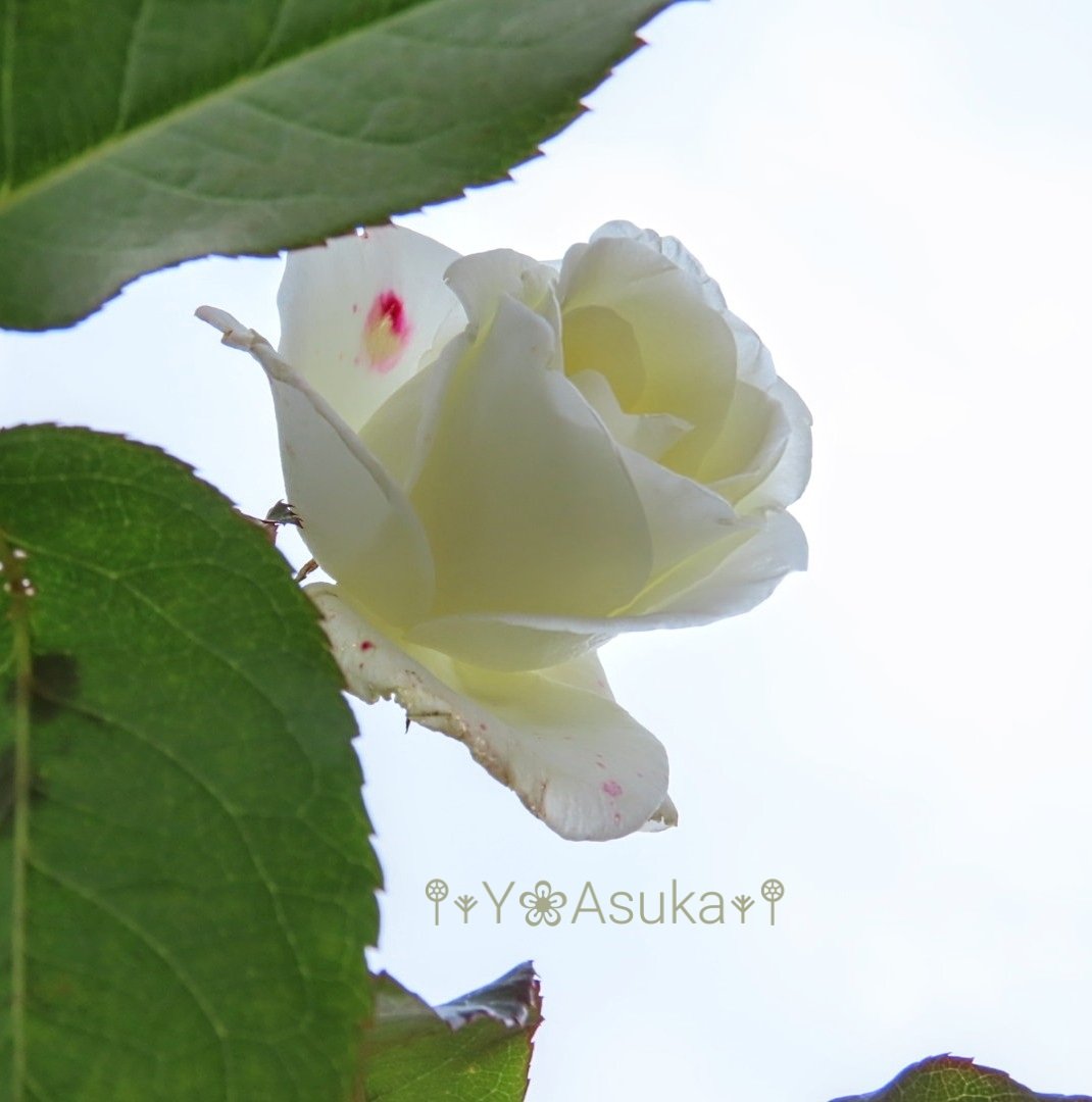 ジョン ｆ ケネディ Twitter Search Twitter