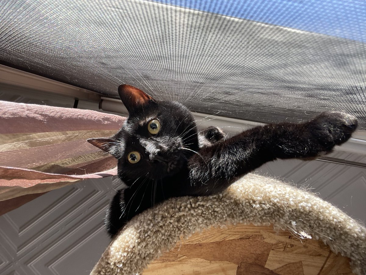 BeabullAris's tweet photo. Mom sees me sleeping with both paws on the window and has to further investigate how I have contorted my body. #CatsOfTwitter #catyoga https://t.co/6gaTWHejD6