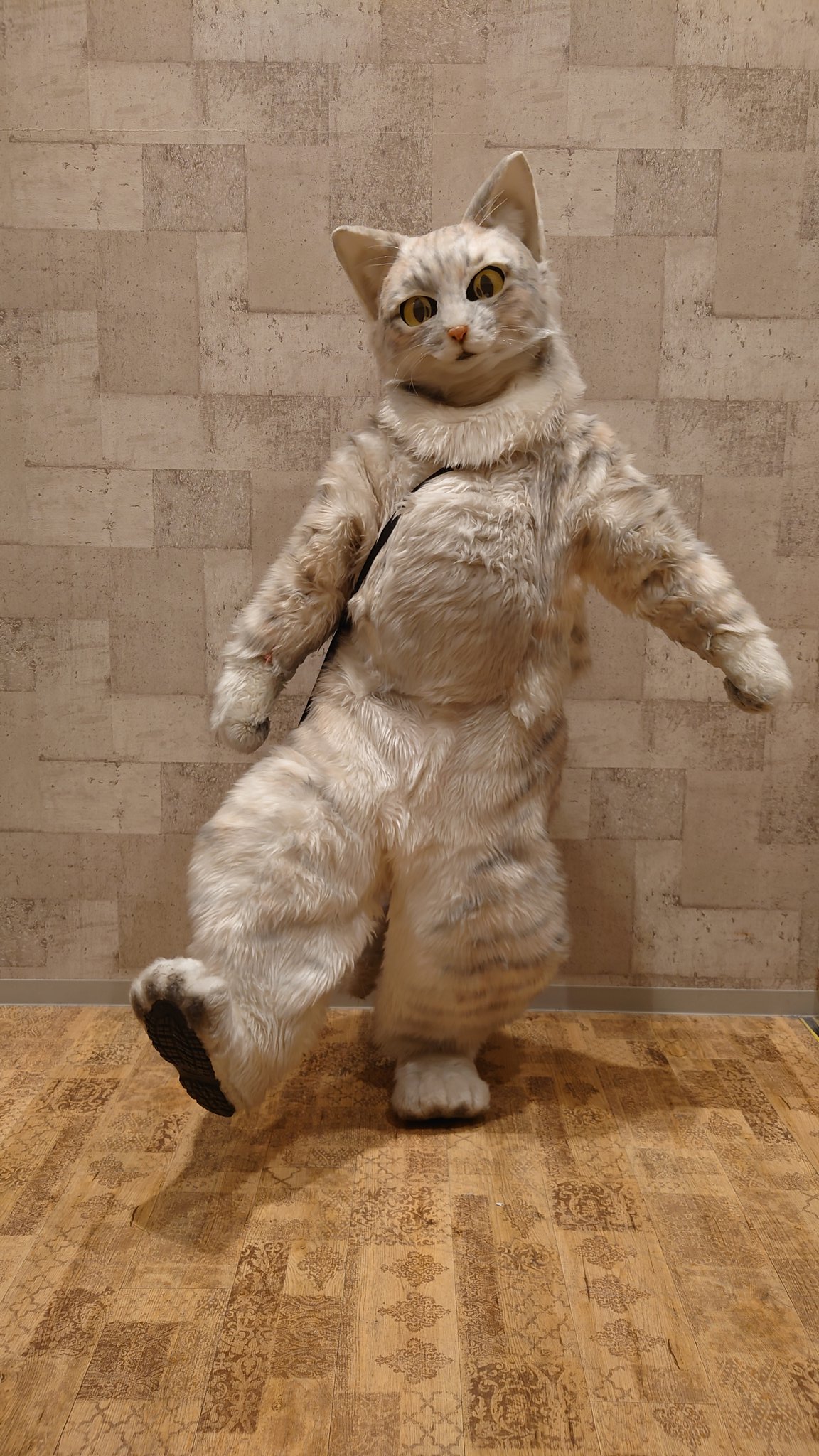 雲の上の猫 2.jpg