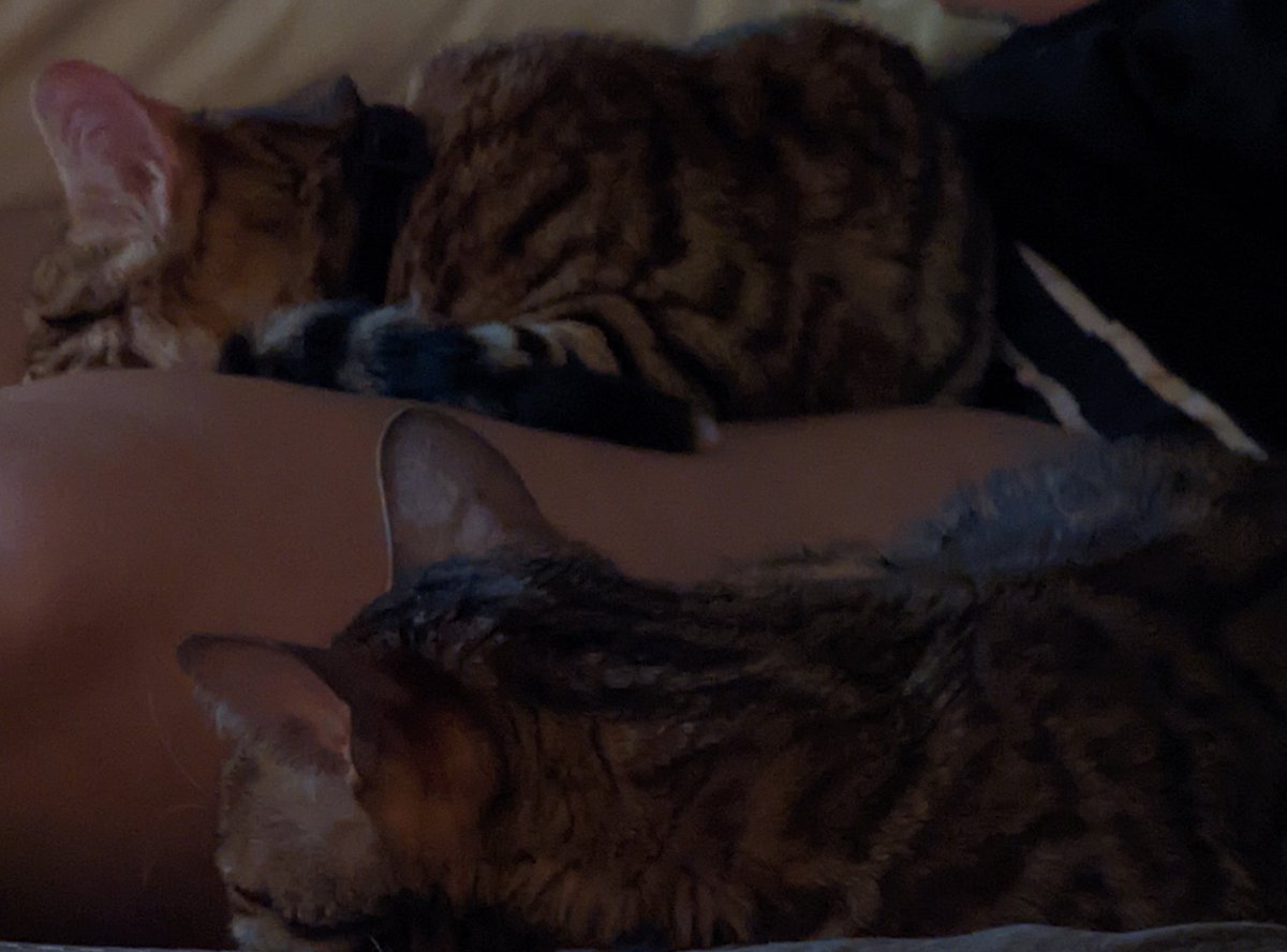 CatNeeson's tweet photo. Long day... Let's rest https://t.co/cNaXZsRMF6