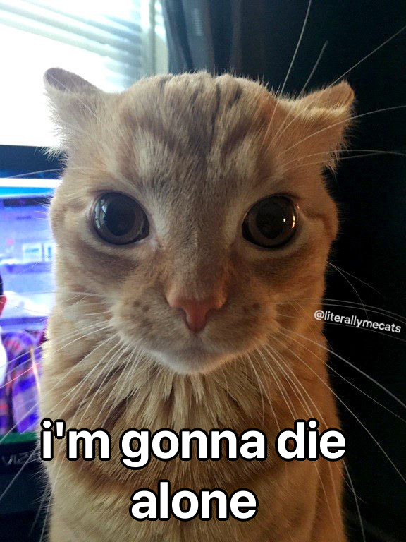 literallymecats's tweet photo. https://t.co/Q891Ofq7L2