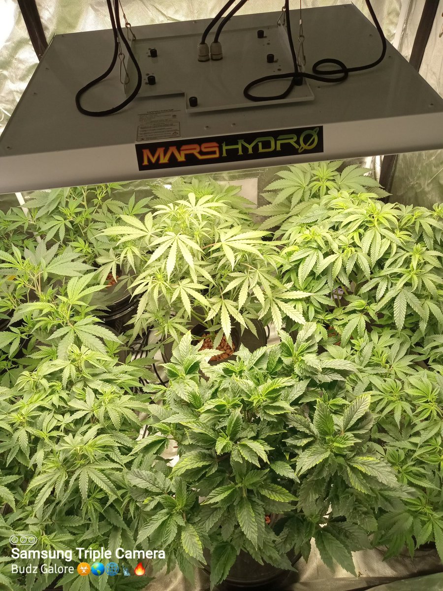 n2xtx's tweet photo. These free testers from Irvine seed Co are about 24" tall. Big and beautiful under my #TSW2000 and #TSL2000 from @MarsHydroLight. Growing an auto first time ever Alien OG Auto from @irvineseedco @Henry117_ @breeder_j 
Go #Irvinearmy https://t.co/GjIvpk09y4