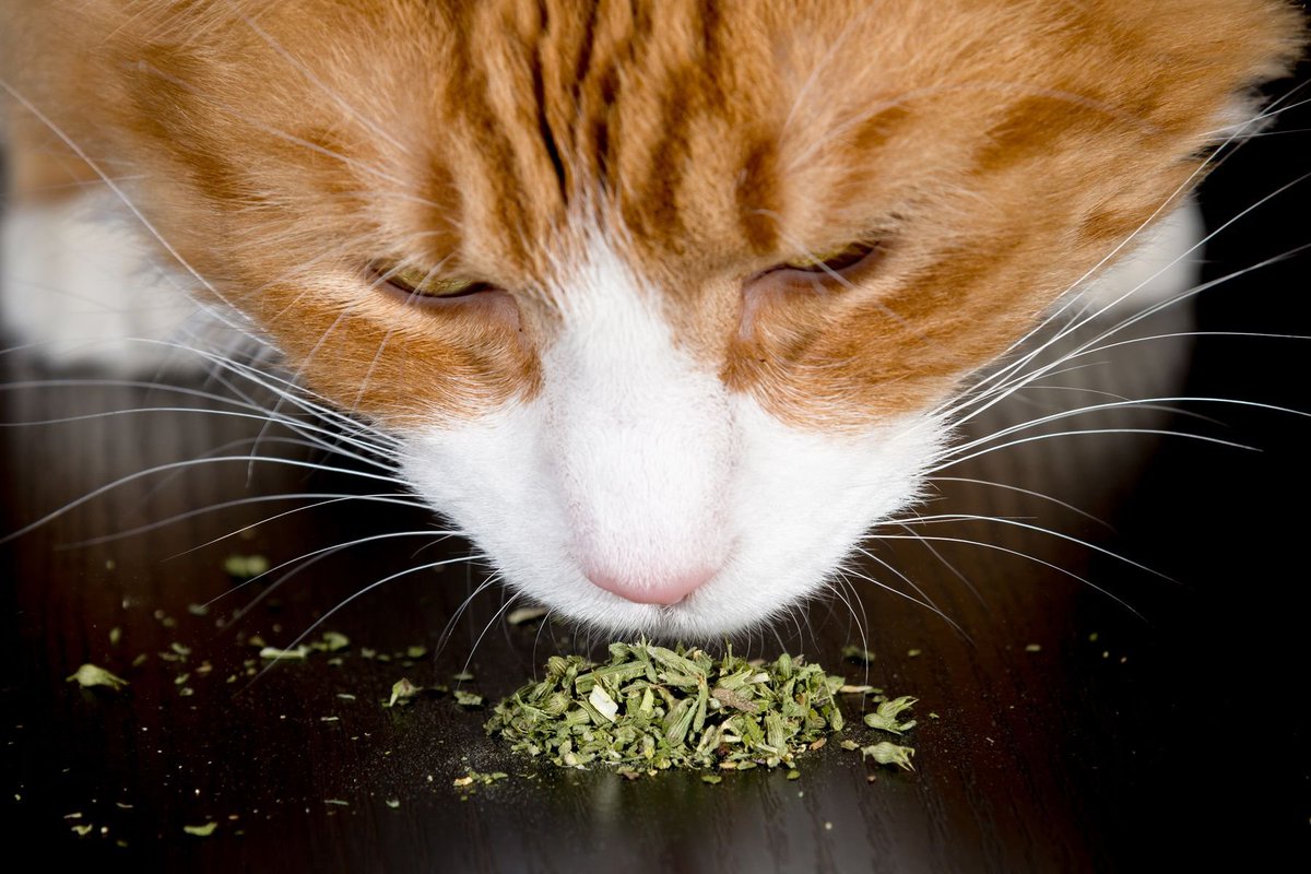 Fortune begged Blush to buy 10 pounds of catnip.