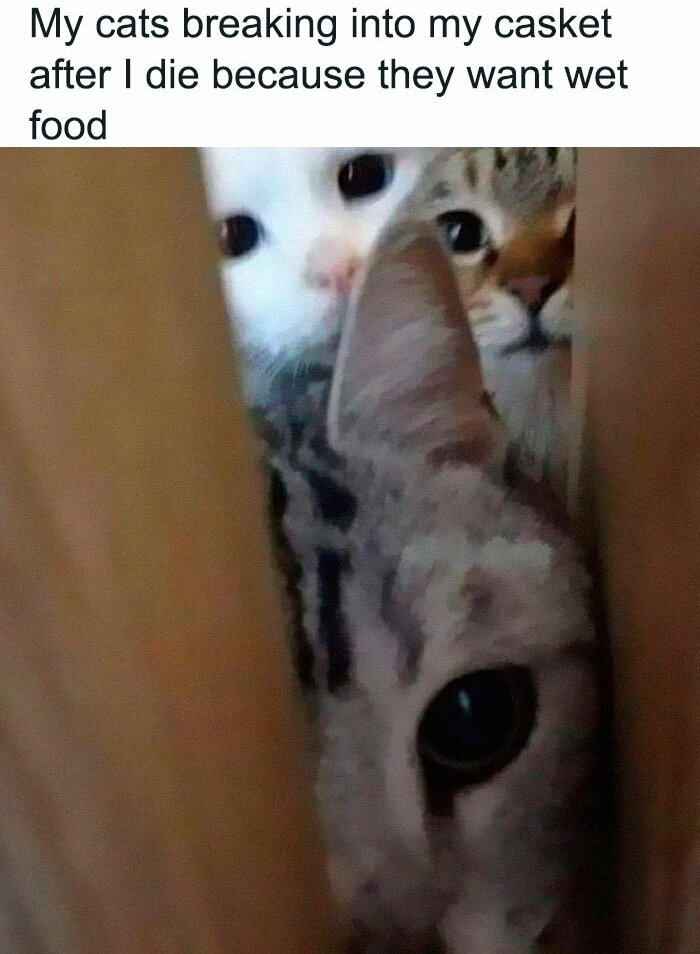 CATBRAINCELL's tweet photo. https://t.co/am6CrNG3JN