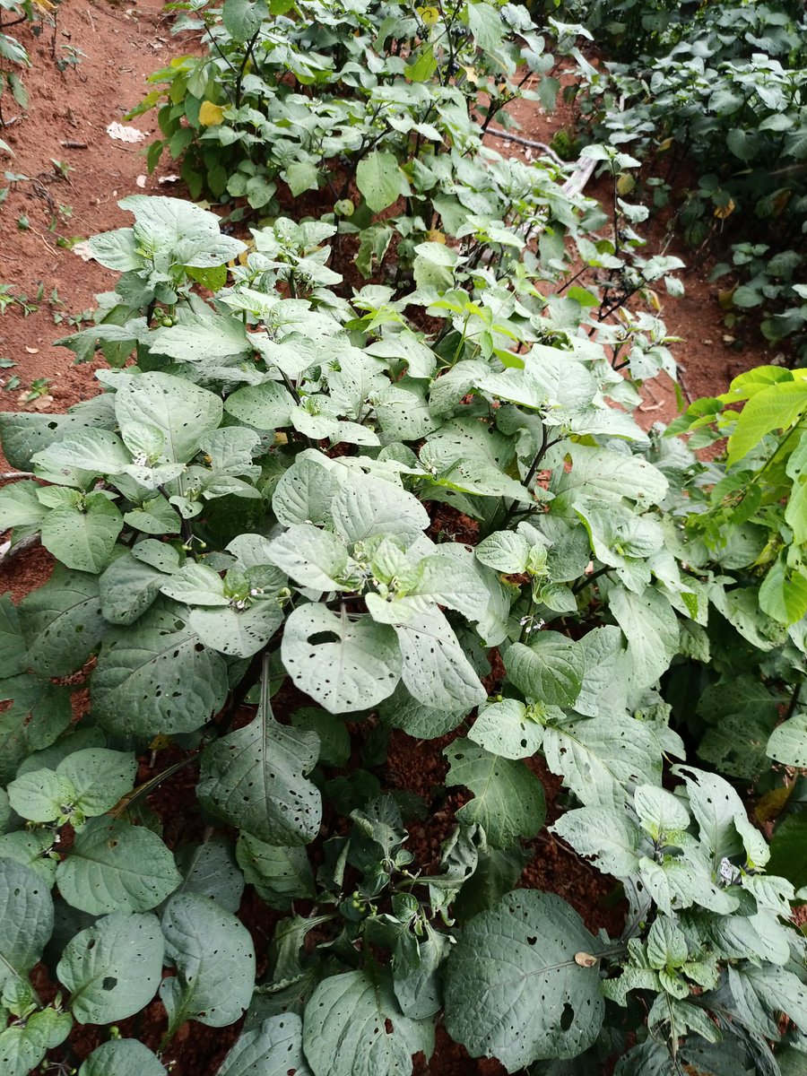 shaggyabilu's tweet photo. Huckleberry,locally call  Njama Njama   is a popular green vegetable in Cameroon, especially in the North West Paired with fufu corn for a complete satisfying meal. https://t.co/iCJ753KwWB