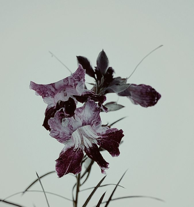 AdamDavidPF's tweet photo. Featured Art of the Day: " Iris Roots". Buy it at: https://t.co/dHkzfrToY7 https://t.co/8vJ7M9mWEj
