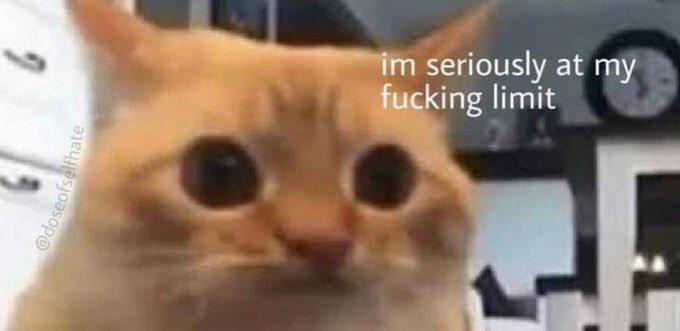 LiterallyMeCats (@literallymecats) on Twitter photo 