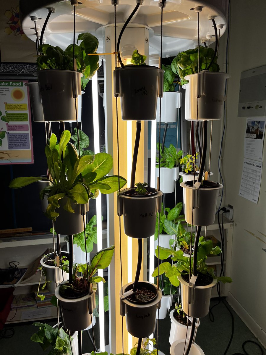 The grow tower in the grade 2/3 class <a href="/BurleighHillPS/">Burleigh Hill PS</a> is just a growing!!! 🥬 so exciting to see everything come to life! #letitgrow
