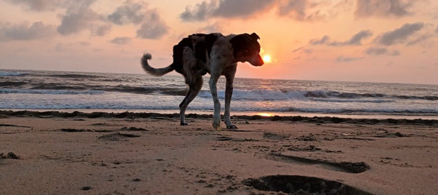 ulagavaayan's tweet photo. Namaste 🙏🌸
It's Dawn, Still Feel Unable?
'He' shall make all enable.
#worldHandicapDay
#Chennai #Marina #Beach #beachphotography #Nature #Naturephotography #Sunrise #Dog #Sunrisephotography #Tripawed #PhotoOfTheDay #photographers #MarinaBeach #Mentalhealth #beachlife #Kannan https://t.co/UtBpIGQUEb