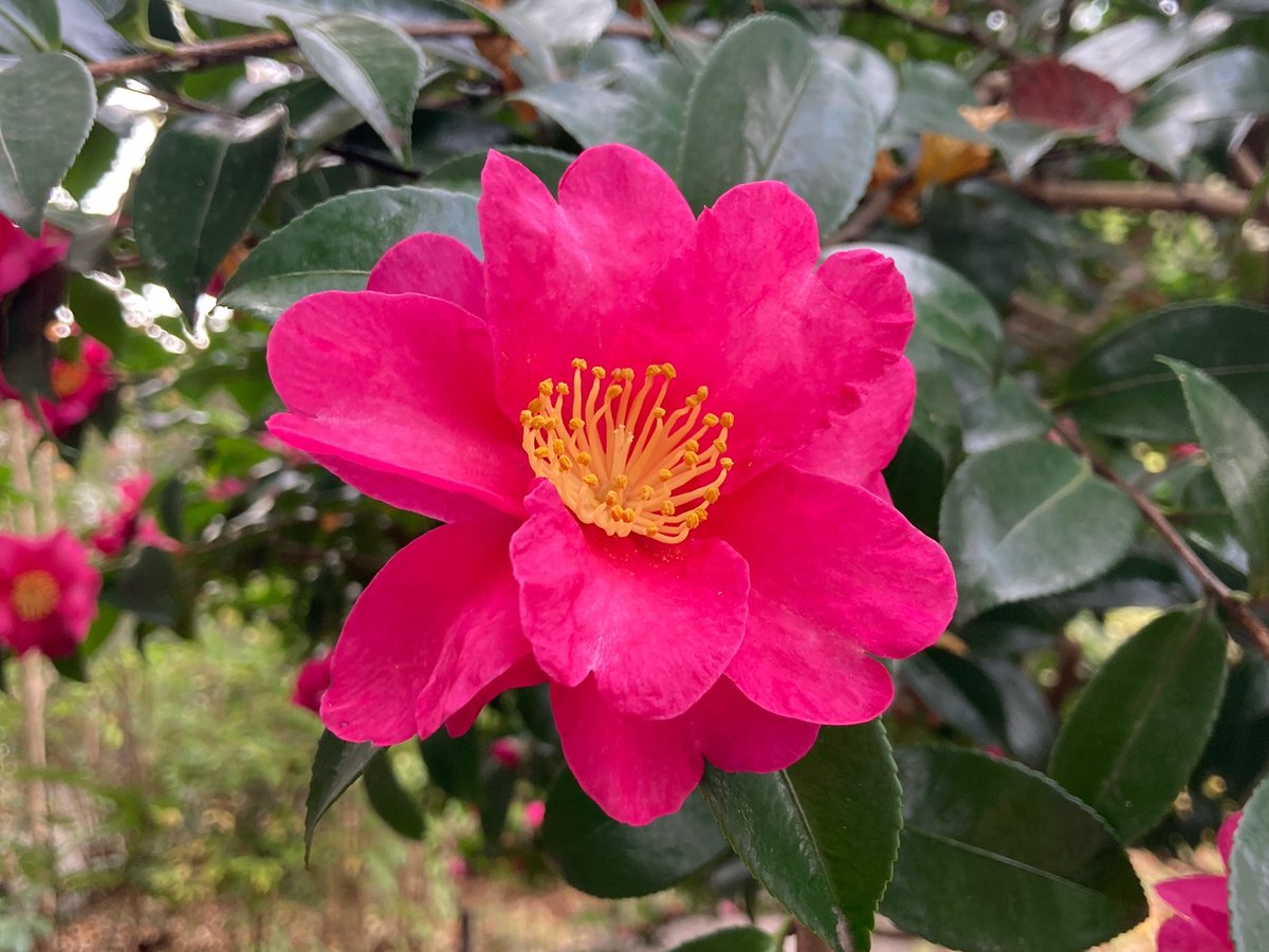 MukoujimaGarden's tweet photo. とっても寒い朝ですが、向島百花園は今日も元気に開園しています(*´▽｀*)
今朝の百花園の様子をお届けします(*’ω’*)

#ツイッターで楽しむ庭園 #紅葉 #TL #キリトリセカイ https://t.co/RjsFwayzua