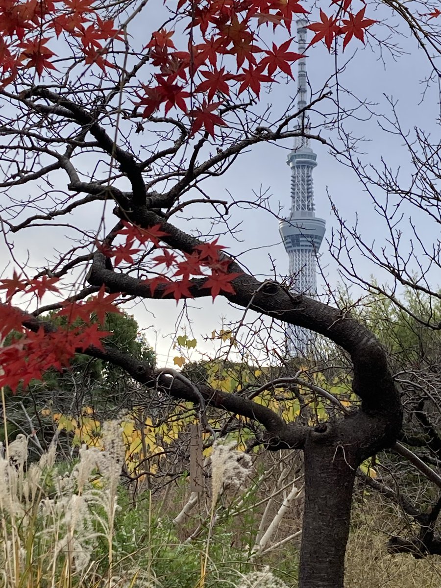 MukoujimaGarden's tweet photo. とっても寒い朝ですが、向島百花園は今日も元気に開園しています(*´▽｀*)
今朝の百花園の様子をお届けします(*’ω’*)

#ツイッターで楽しむ庭園 #紅葉 #TL #キリトリセカイ https://t.co/RjsFwayzua