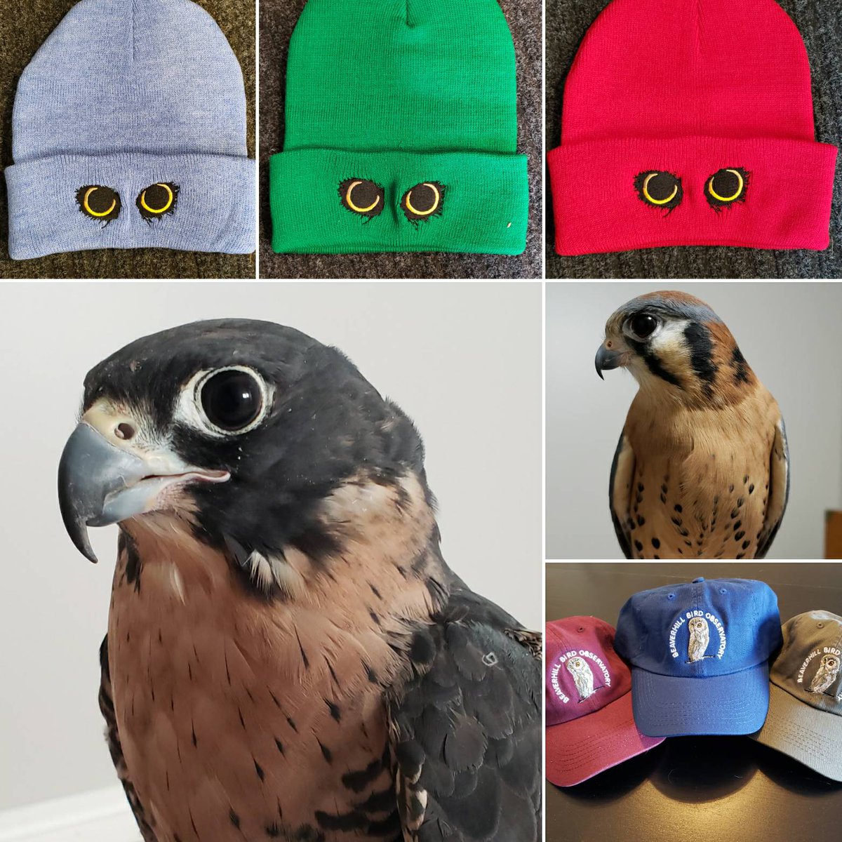 Join us at the Christmas in the Country market at Hastings Lake Community Center this Saturday, Dec 3rd. Do you want to hold a falcon? Meet our ambassador birds and take a photo with them in our photo booth!  Check out our new toque and hat colors, too.