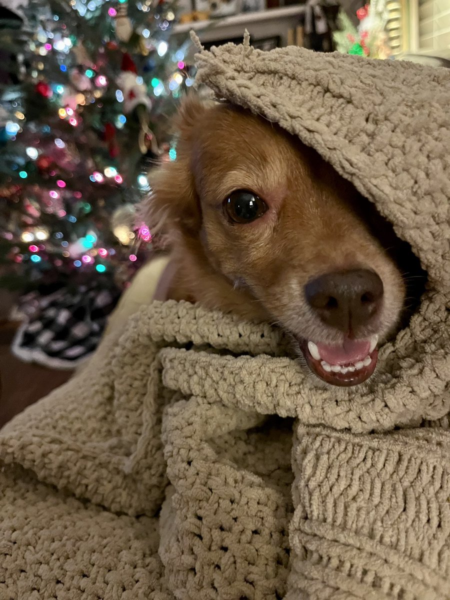shelliejohnson's tweet photo. @ConnieSchultz Love from Gus! https://t.co/WR50Y5aD7M