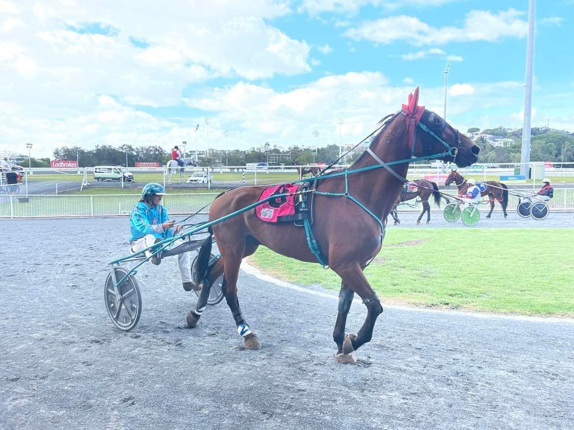 joedy_whitaker's tweet photo. He makes me look tiny, but geez I love this horse! Bring on trial number 2 Tuesday! ❤️
#IAskedNicely https://t.co/Efve9svNTP