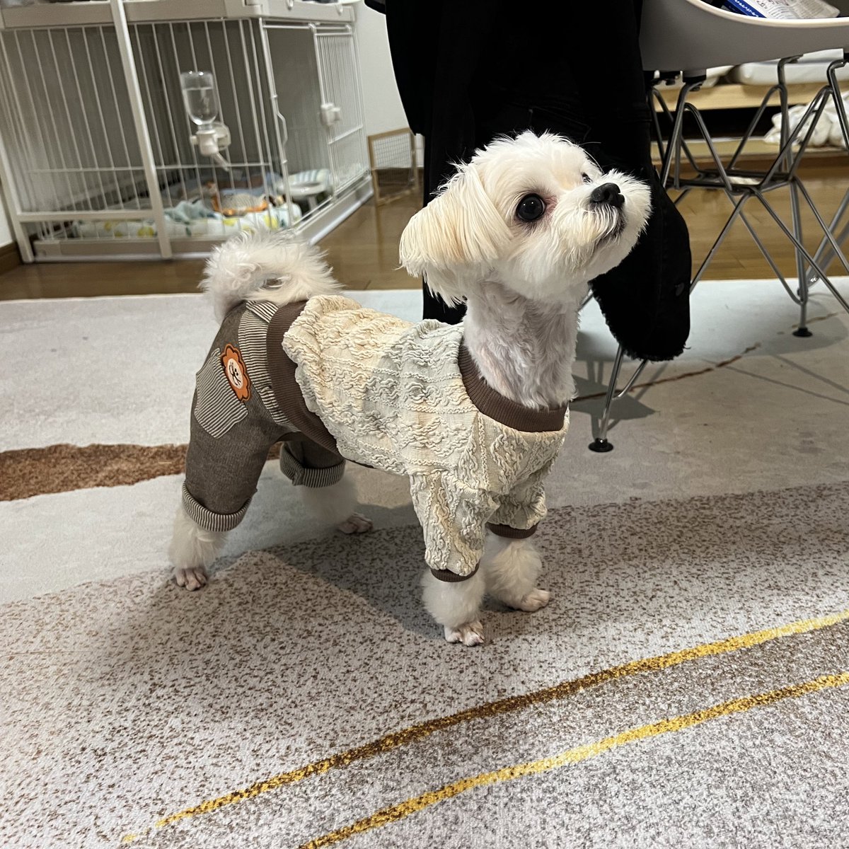 ｼｭﾝﾍﾟｲ tweet media