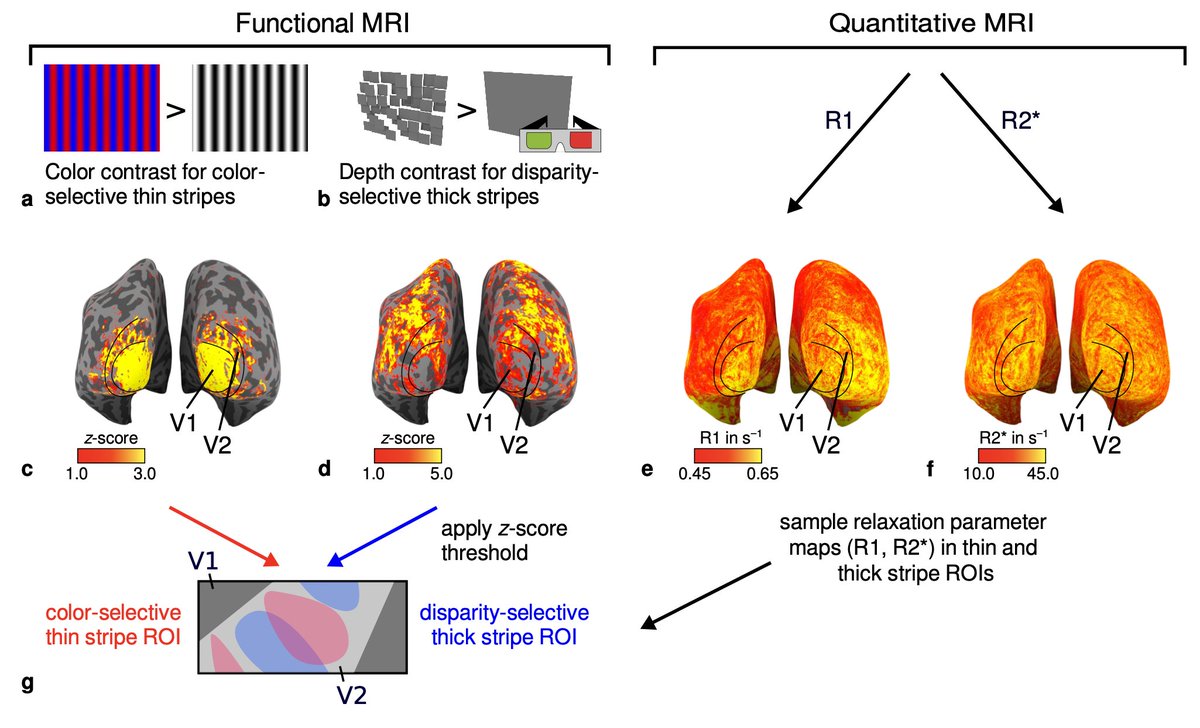 New high-resolution preprint about thin and thick stripes in human V2. <a href="/DanielHaenelt/">Daniel Haenelt (@DanielHaenelt@mastodon.social)</a> et al. are mapping their different sensitivity to color and binocular disparity, as well as their difference in myelination.
doi.org/10.1101/2022.0…
