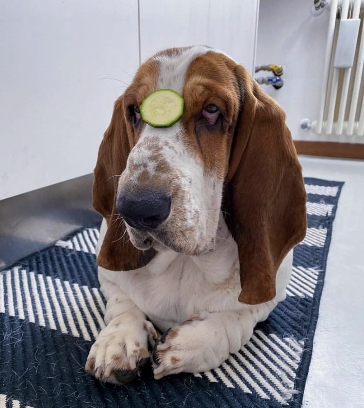 Soña q me vas a bajar el nivel me importa 1 pepino 🥒🔝😽 OK