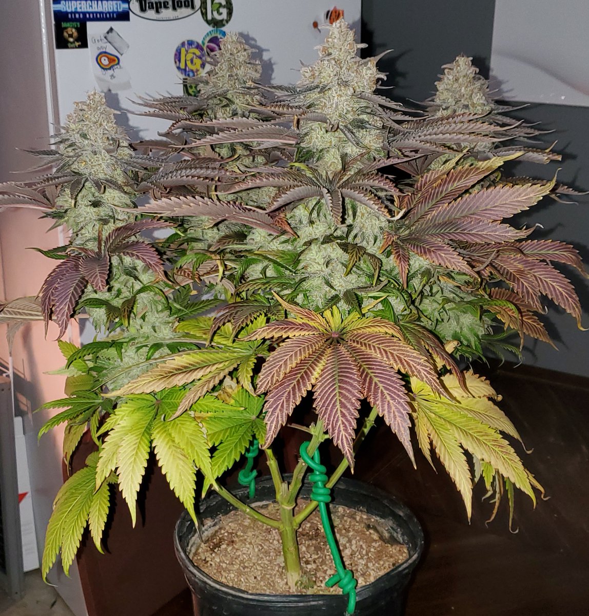 Giveaway time
1 pack of House arrest (critical orange punch X M.A.C)
F1-Regs x 12 seeds
Beanhub Slaps
Grove bags/Raw blacks X 2
Rules: Like and re-tweet this post, follow me,
Tag 2 friends
Draw @ 3000 followers good luck you legends🤘 grow on!
last years H.A ⬇️🇨🇦💪
#Mmemberville