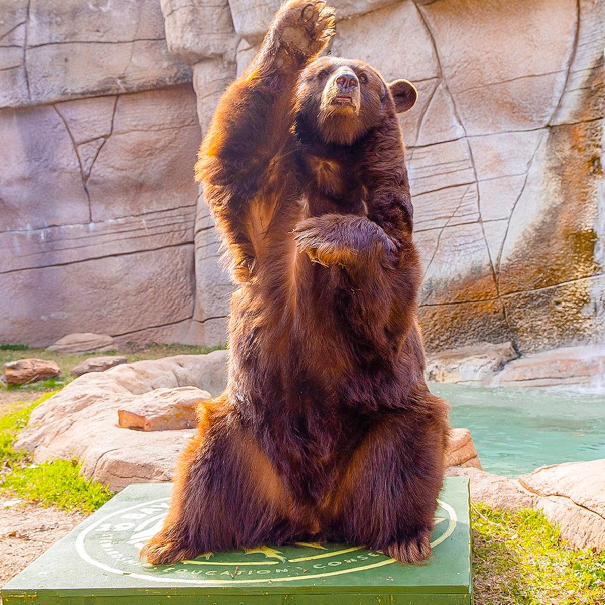 shane_lock's tweet photo. @barstoolsports @BarstoolCFB @rhoback @highnoonsunsips @nooners @cheezit @ProperWhiskey @Hooters @BFW We literally have a bear…. #SicEm @BaylorAthletics https://t.co/n4b79bD8q0