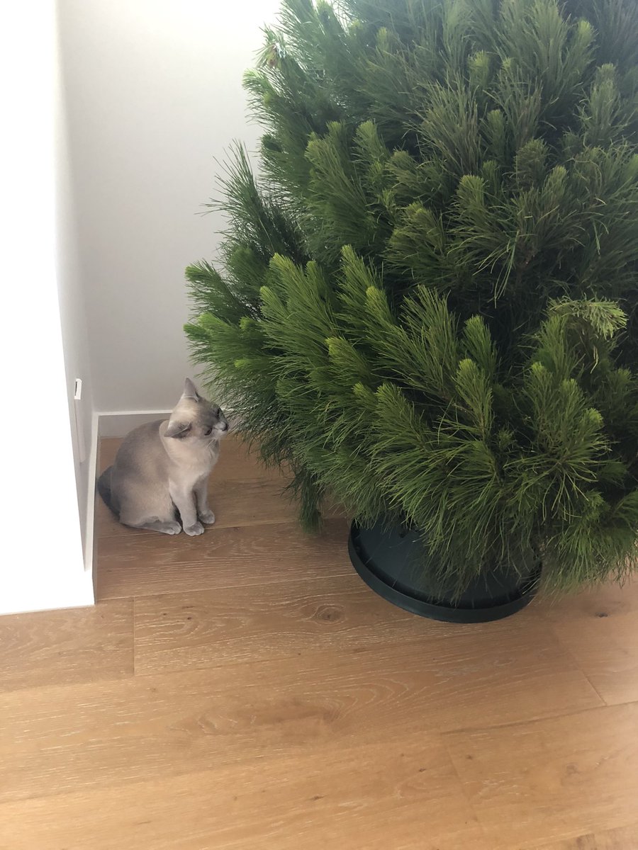 DrCaseyN's tweet photo. This could be the beginning of the end 
#catVStree
#CatsofTwittter https://t.co/CotJheHDZQ