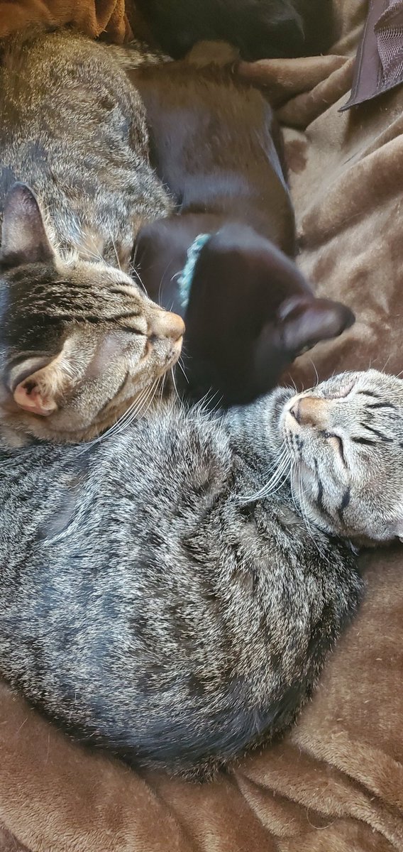 なかよしねこ姉妹 