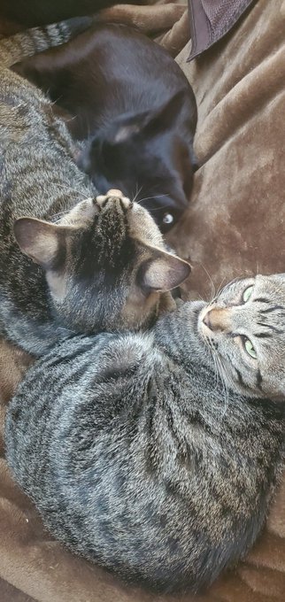 なかよしねこ姉妹 