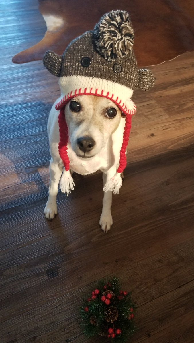 Hokuwear's tweet photo. Ho Ho Ho!! 🤣❄🎁🎅 #christmasready #doglovers #santa #arizona #animals #dogs #holidays #holidayseason #tistheseason #hats #sillydogs #cutedogs #jackrussellterrier #jrts #winter #fall #memories https://t.co/2GyiRVVxwR
