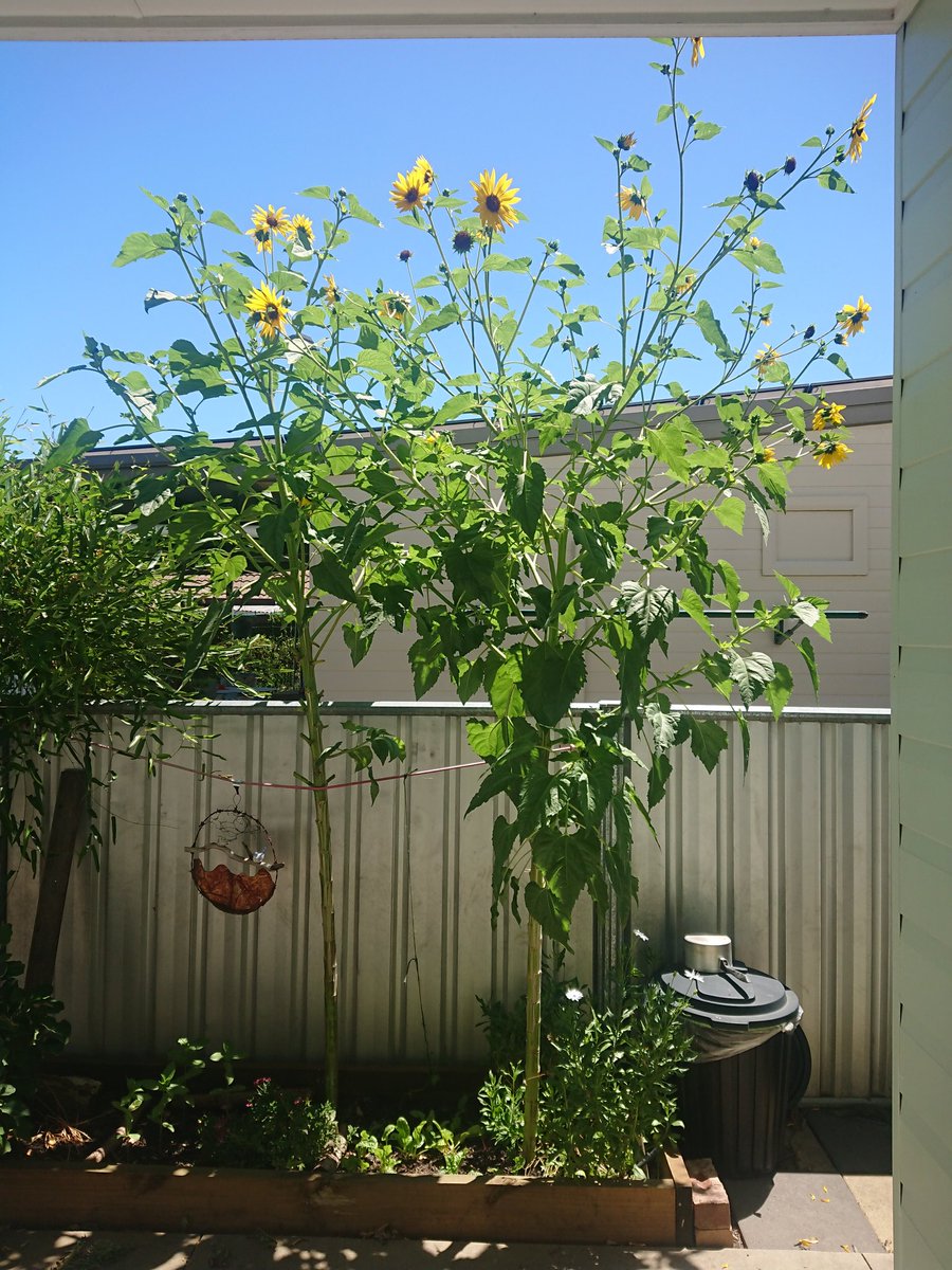 Joanne Ocock tweet media