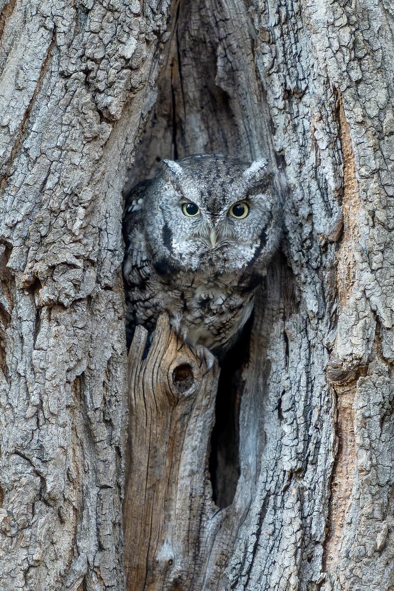 jacquelineUWS's tweet photo. Eastern Screech-Owl just before heading out to hunt. 💕🦉#birdwatching https://t.co/iwumNTvjy1