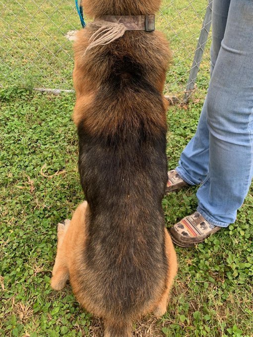 psychicwhisper3's tweet photo. 🆘😩YING💔#A350727 GSD (M) 7 Yrs
Brought In As A Stray No Microchip😟
😱Extremely Underweight/Will Not Open
His Mouth To Eat/😭Wound On L Cheek ‼️
Severe Dermatitis/Alopecia Hes Suffered Enough 🏥Looking For An URGENT #MedResQ ASAP
📢☠️12/6☠️Pls🙏 #SaveYING #PLEDGE
INFO⬇️ https://t.co/TA68UIa9RJ