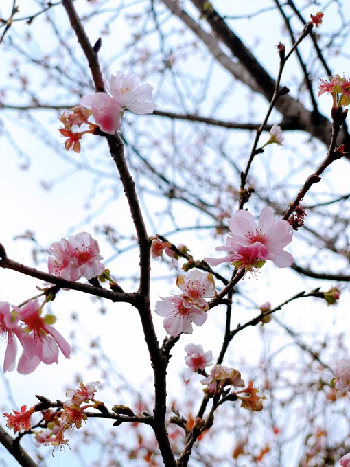 ほほう…もう桜が…桜?! 