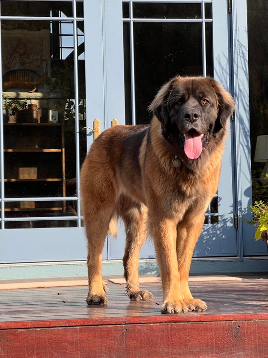 LOST large brown & black Leonberger type female dog near Ing's Mine, Kananaskis, west of Clgy. CALL 780-903-5177 if seen/ found. DO NOT CHASE!! Pls rt, share, watch, help find Lucy facebook.com/20877396249912…
