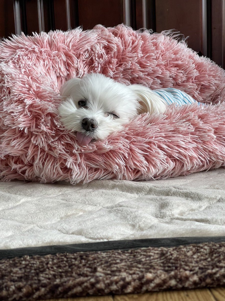 たっぷぅちゃん tweet media