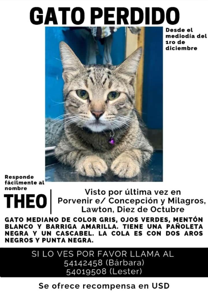Hola chicxs, mi gato sigue perdido desde ayer. Él está castrado y nunca ha salido de la casa más de 1h, siempre se queda en la cuadra. Tiene una pañoleta negra y un cascabel. No sabe maullar bien.  
Vivo en Lawton. 
Si puedes compartir por favor, muchas gracias de antemano