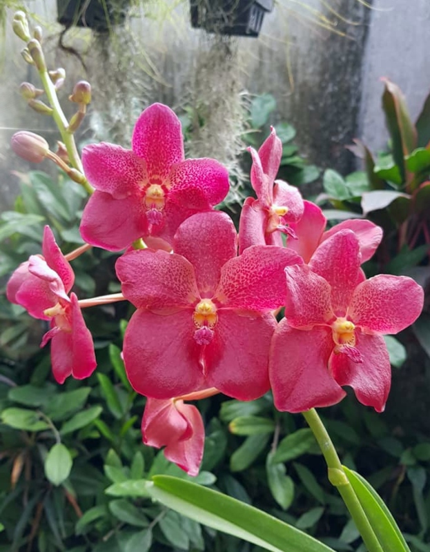 KubinRonnie's tweet photo. Renantanda Kirk Hoo 🌱🥀🌺
Is an orchid hybrid between
Renanthera philippinensis & Vanda Doctor Anek
(RHS registered) 🥀🌺
#orchids #Flowers #蘭 #plants #ดอกไม้
#กล้วยไม้ #フラワーズ #orquideas
#Cattleya #Renantanda #wildorchids https://t.co/EpqXy9gJr4