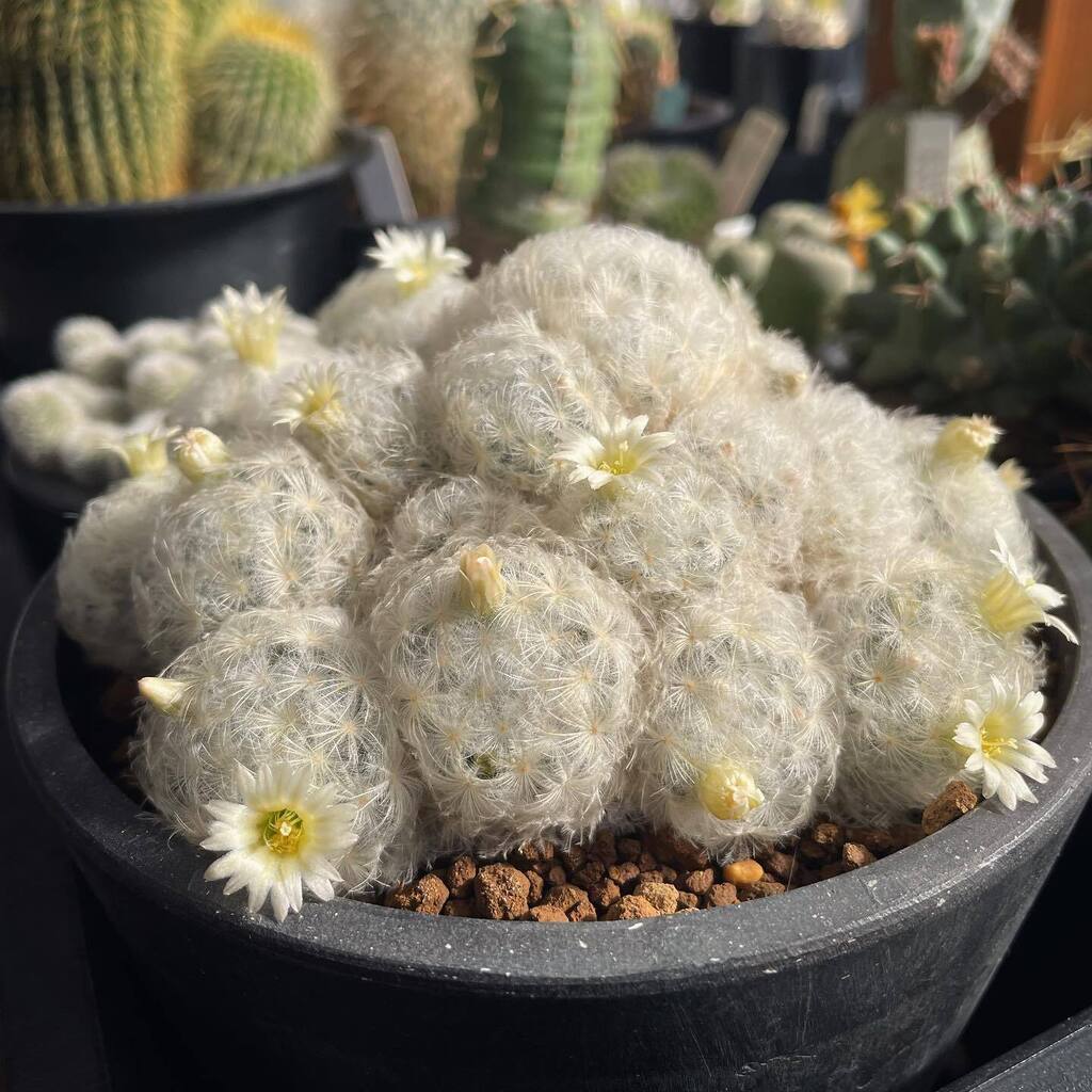 zienyo's tweet photo. ちゃんと今年も咲いてくれた🌼
.
#サボテン #cactus #cucti #白星 #mammillariaplumosa #Mammillaria #マミラリア白星 https://t.co/fOgomcSgiA https://t.co/dz1liyEw1E