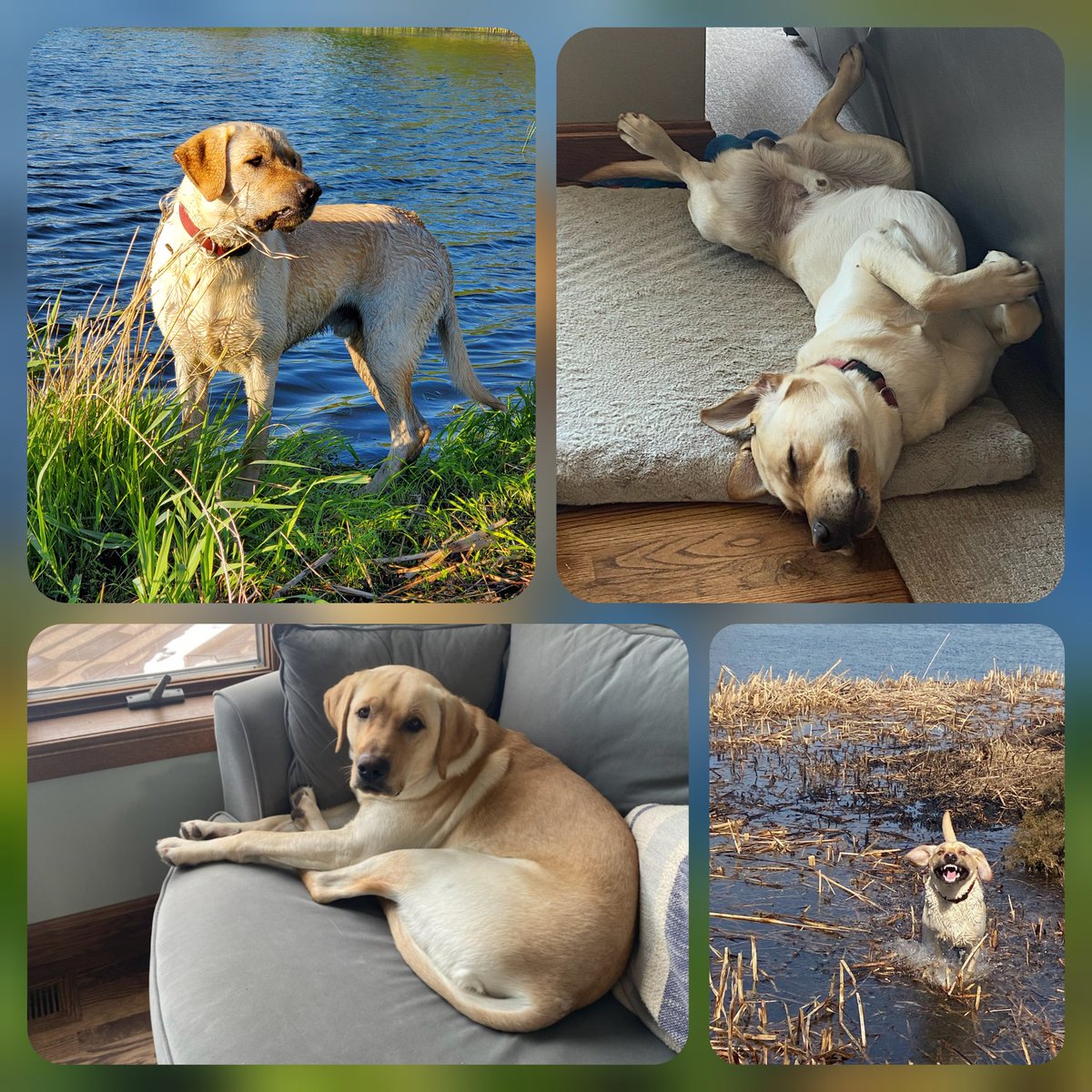 Today is a sad day for me and my family. Echo's life was cut way too short. I'll miss his excitement every time he saw me, his love taps with whatever stuffed animal he could put in his mouth, and him always rolling on his back so I'd pet his belly. I miss you already!