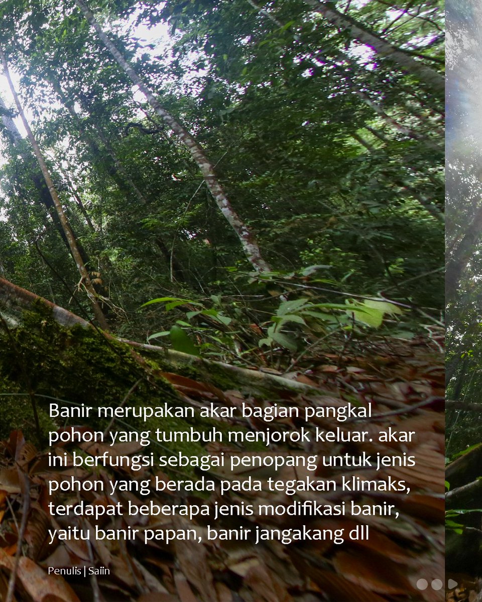 hutan_harapan's tweet photo. Hai Sahabat Hutan Harapan!
Apakah kalian pernah melihat pohon dengan akar yang sangat besar?
kenapa ya pohon membutuhkan akar sebesar itu?
#hutanharapan #savehutanharapan #banir #akarkayu https://t.co/uyR47Ptccu