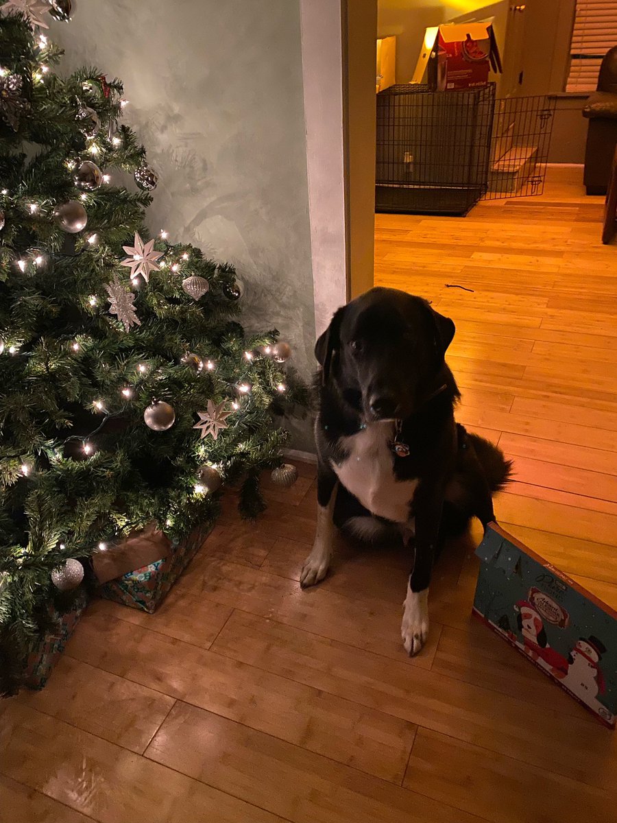 Potato5151's tweet photo. He’s loving the Xmas spirit come join us on the stream tonight! https://t.co/mR5rMP2vzw