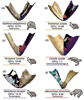The Anatomical Record (@anatrecord) on Twitter photo How do you know what an animal eats if it doesn't have any teeth? Find out how a turtle's skull reveals its diet! New research by Brenlee Shipps , <a href="/_gondwannabe_/">Brandon Peecook</a> & Kenneth D. Angielczyk:
doi.org/10.1002/ar.251… How do you know what an animal eats if it doesn't have any teeth? Find out how a turtle's skull reveals its diet! New research by Brenlee Shipps , <a href="/_gondwannabe_/">Brandon Peecook</a> & Kenneth D. Angielczyk:
doi.org/10.1002/ar.251…